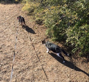 Cromwell & Summer walk